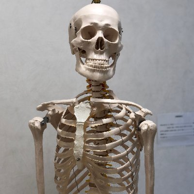 ptkm0224's profile picture. 理学療法士として10年目。整形外科のクリニックで勤務しています。日々学習していることなどをつぶやいていこうと思います。