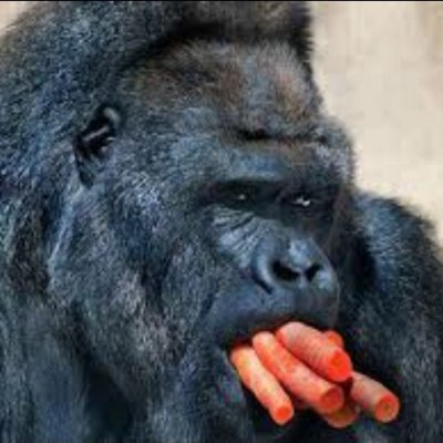 BURf23430746's profile picture. monkeys and moolah galore 

(he/him) 20