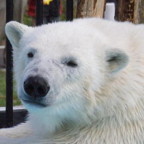 たかとり Tlに 水族館ガール のロケ地がどこかって書いてらっしゃる方がいらして 答えようかと思ったら抜粋表示に紛れてどこかへ行ってしまったw しながわ水族館です 同館のfacebookにも記載があります