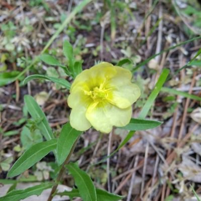 3Xt7nBQvI8yzZcT's profile picture. 