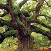 Rights for ancient tress
Ive started a petition for all ancient trees (over 100 years old), to have legal protection making TPOs national. All life is sacred.