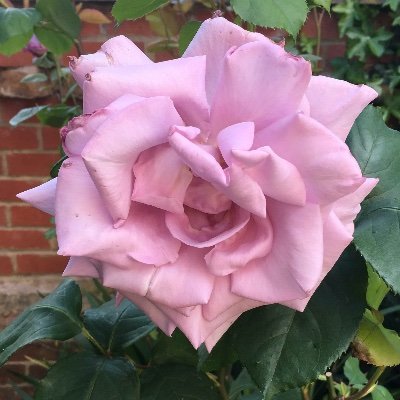 STSEmilyG's profile picture. 