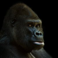 kong🔞 (@pigkong5) 's Twitter Profile