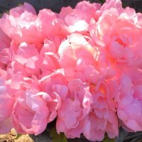 Cynthia Gore-Bright (@preppymommy05) 's Twitter Profile