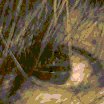 Curseeye (@curseeye13) 's Twitter Profile