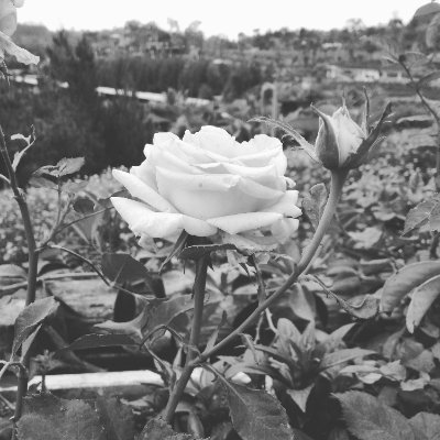 AlicEnrealite's profile picture. Manusia Biasa