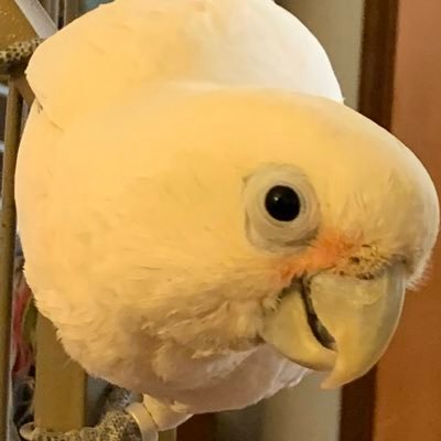 still1moretime's profile picture. 