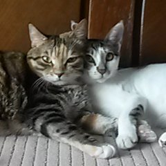 동림/구름さんのプロフィール画像