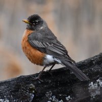 A (@marigold) 's Twitter Profile
