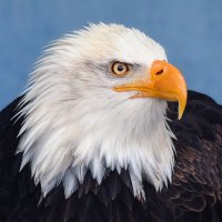 Bald Eagle News - @JanetAd17446174 Twitter Profile Photo