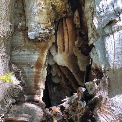 A project to identify, monitor and protect natural Honeybee nests and their Trees within the Boughton Estate Northamptonshire 🌳🐝 #RegenerativeBeekeeping