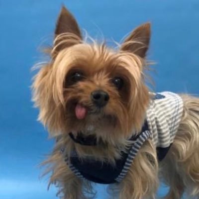 Just a little yorkie girl making it through life. Rescue. Certified service animal. https://t.co/MHYG2W6FlF #AdoptDontShop