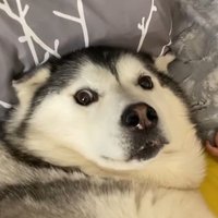 Non-H Tomas (@nonhtomas) 's Twitter Profile