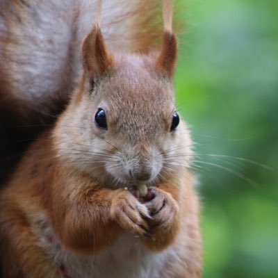 Wildlife photos. Sony a6400; Sony E 1.8/50, Sony E 70–350 мм f/4.5–6.3 G, Sony Carl Zeiss 24-70mm f/4. Also @flyingbecerro on Instagram, FB and VK.