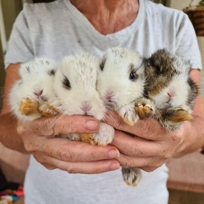 The Bunny Hop Haven Animal Rescue Centre. Small Farm animals. Lots of love and care