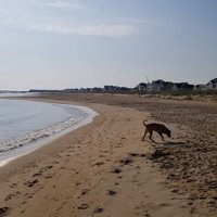 Mr. Bojangles (@mrbojangles1000) 's Twitter Profile