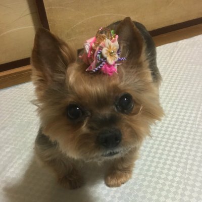 kazuyasu1031's profile picture. AmAmpの矢沢もとはる(ツヅキマシテ・exマイナス人生オーケストラ)を生き甲斐にVivienne Westwoodが好きな働く矢沢の女👓酒カス労働者(  ˊᵕˋ  )♡下手民！！
美容とサンリオ(キティ&ダニエル🍎)もかなり好き♡
同担も他担も平和にオールオッケーおばちゃんはみんなに優しくてよ🫶🏻🥹🫶🏻