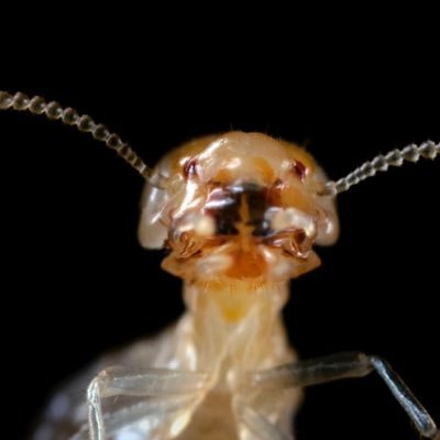 SwarmTermite Profile Picture