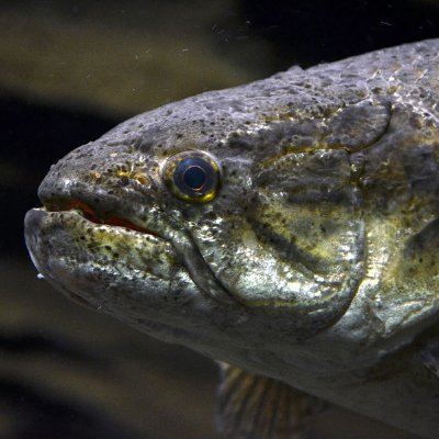 #DivulgaçãoCientífica sobre a biologia de Peixes, do Brasil e do mundo. 
Além de curiosidades e a importância da conservação da ictiofauna para o planeta