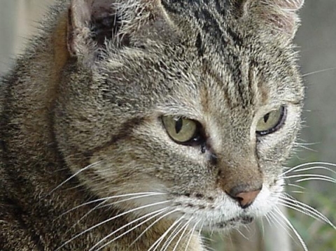 faedorah's profile picture. Who?  Me?