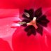 Colleen Callan (@newyorkscribe) Twitter profile photo