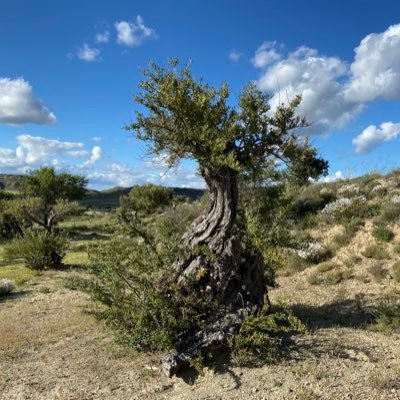 silbuenestado's profile picture. 