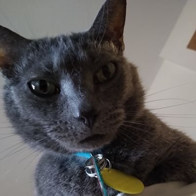 CodyReRoll's profile picture. I am a co-founder of @Re_R0LL a community-driven tabletop rpg streaming experience. I am a father, husband, gamer, and incredibly liberal. He/Him.