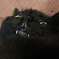 danz (@pissboydanny) 's Twitter Profile