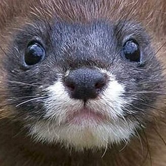 _Ghaztly's profile picture. Student - Developing Animater 
YouTube : https://t.co/bHM0Kd90Eb…