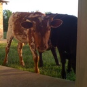 Cindy Henry - @Cashsnana - Twitter