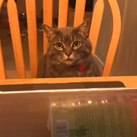 Chris Berndsen (@kcat_km) 's Twitter Profile