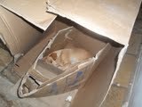 eu sou um cachorro tenho muito amor pelo meu dono