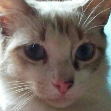 Ashley_Uvidia's profile picture. no hombre nose que poner aca