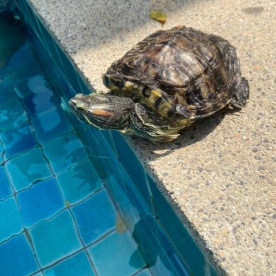 estoycomiend2's profile picture. 毎日暑い国何カ国か住んで25年以上。日本も好きです。