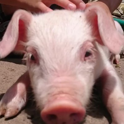 野良仕事とDIY&アウトドアの遊びメインの内容。農家アカウントから遠ざかりつつも70overのじーじ&ばーば(元養豚→現野菜)と周囲のえとせとらを運営担当2号が発信。釣り(フライ)・工作・自然・料理&面白い事が好き。無断・無言フォローしがち&歓迎。※フォロバや良いねを良く忘れますので許してくれる人なら大歓迎。