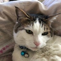 ニコちゃん (@nico_ch2525) 's Twitter Profile