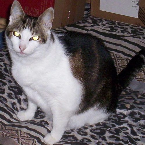 HollieTuesday's profile picture. I like healthy food & fresh running water.
Also fishy fish & the sun & pillows & Mom's robes.
Motto: EmptyBowl=EmptyHug
OTRB 2 Apr 2012 Hollie We Luv U