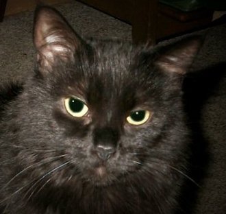 Merri_Magic's profile picture. 