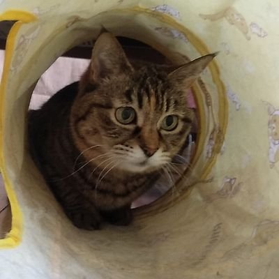 Fla_Fay's profile picture. 青森県で6猫と暮らしてる猫好きおじさんです。
ぷん♂15歳（黒）、ちび♂約5歳（白にハチワレ帽子とぶち）、はな♀3歳（キジサバmix）、ちゃっけ♀2歳（白サバ）、げんき♂＆ゆう♀4か月（キジ）
猫は若いうちから腎臓ケアと免疫ケアが大事！
AIM30、ミャウミャウ、ピュリナワン、プラクト愛用。
家の敷地が森みたいですｖ