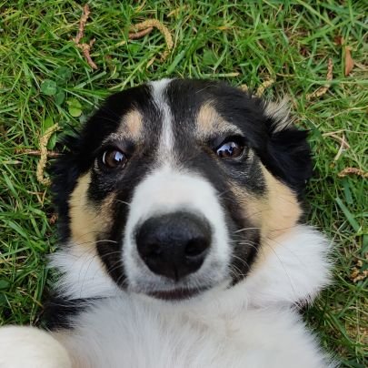 Xevuz1's profile picture. 