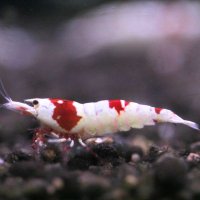 YMDshrimp (@yakatadamaya1) 's Twitter Profile Photo