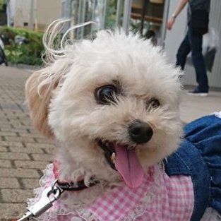 トイプードル の ひめ ママさんが思わず衝動買いした巨大ポテチの袋に 恐る恐る侵入するひめさん ひめさん なんだ ポテチは入ってないのかぁ Poodle Dog Dogstagram いぬすたぐらむ ポテチ犬 T Co Lbjxzx4umn