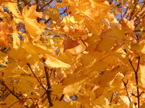 tree_surgery's profile picture. Arborists, landscape gardeners & tree surgery specialists operating in Sheffield, South Yorkshire, Rotherham and Chesterfield, N.E. Derbyshire & Peak District.