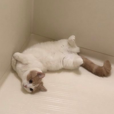 maropunityon's profile picture. 