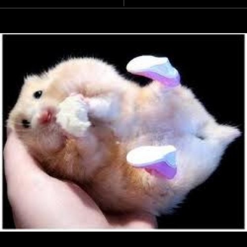 rosaHamster's profile picture. h
