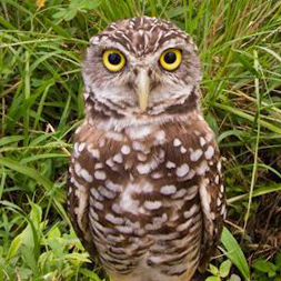 twidots's profile picture. 