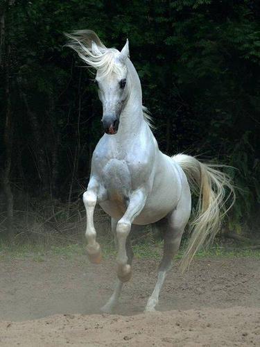 Jinete y Caballo
Gremio Ecuestre Venezolano
http://t.co/uit8mSPx8b
