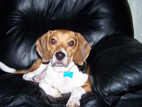 Actually Hank is my dog he is much more interesting but his typing sucks.