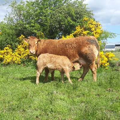 Teagasc advisor & Part time Beef & Sheep farmer. Breed PBR Texel & Belclare sheep and Ped Aubrac cattle, intrested in performance recording. all views my own.
