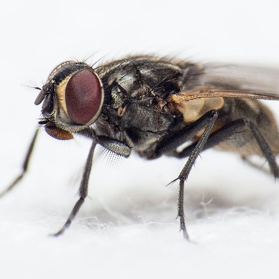 @BugsChromium